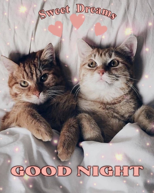 Sweet Dreams Guaranteed: 10 Cute Good Night Blessings and Quotes - picture 5