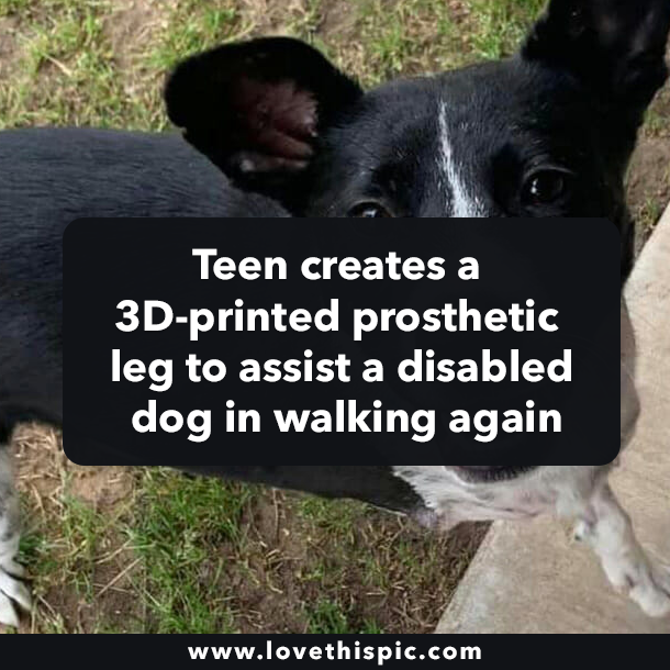 Teen creates a 3D-printed prosthetic leg to assist a disabled dog in walking again