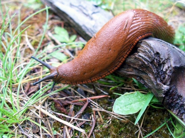 Teen Eats Slug As Prank - Days Later, He Learned This Grave Mistake Came With A Serious Consequence - picture 2
