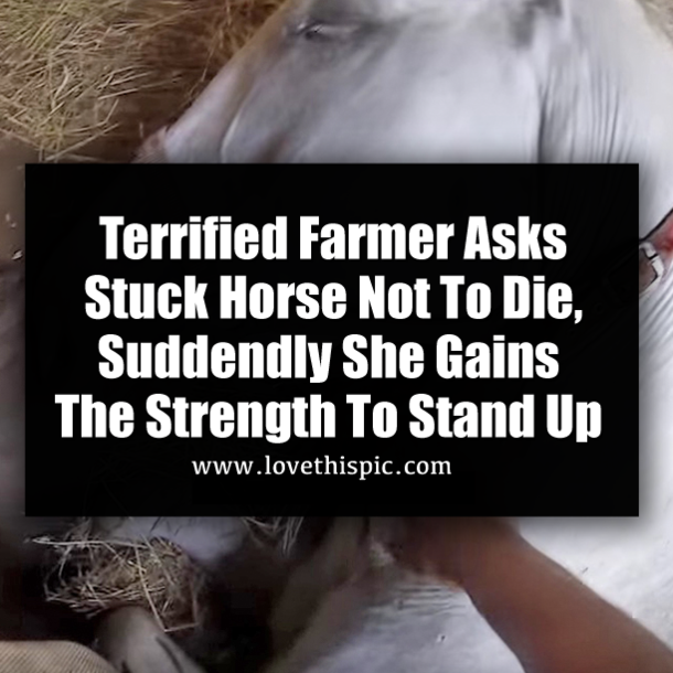 Terrified Farmer Asks Stuck Horse Not To Die, Suddendly She Gains The Strength To Stand Up