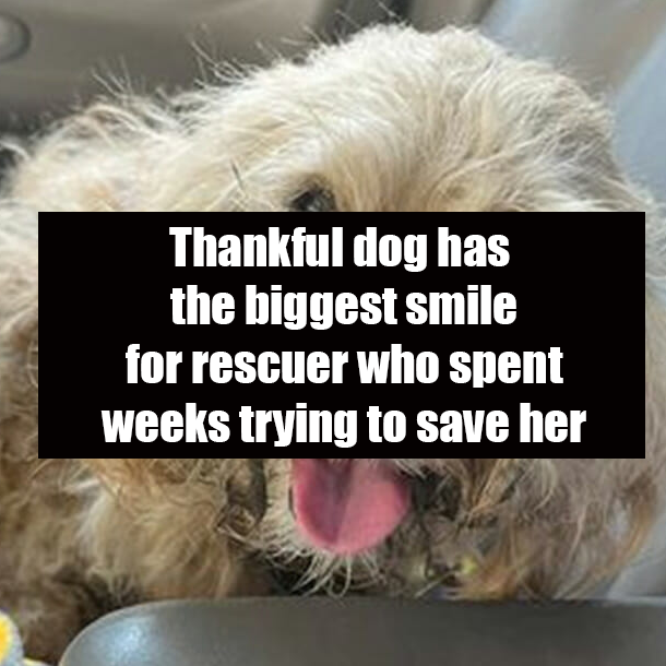 Thankful dog has the biggest smile for rescuer who spent weeks trying to save her