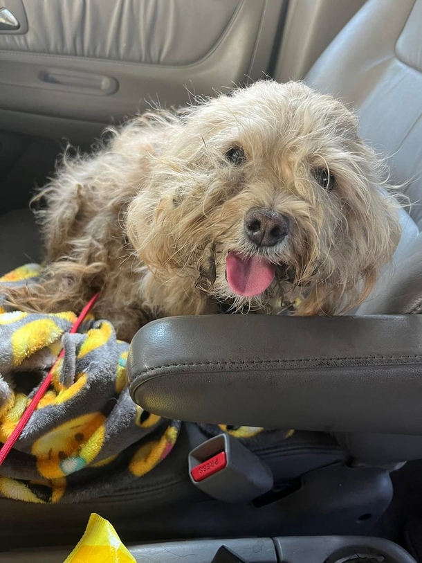 Thankful dog has the biggest smile for rescuer who spent weeks trying to save her - picture 4