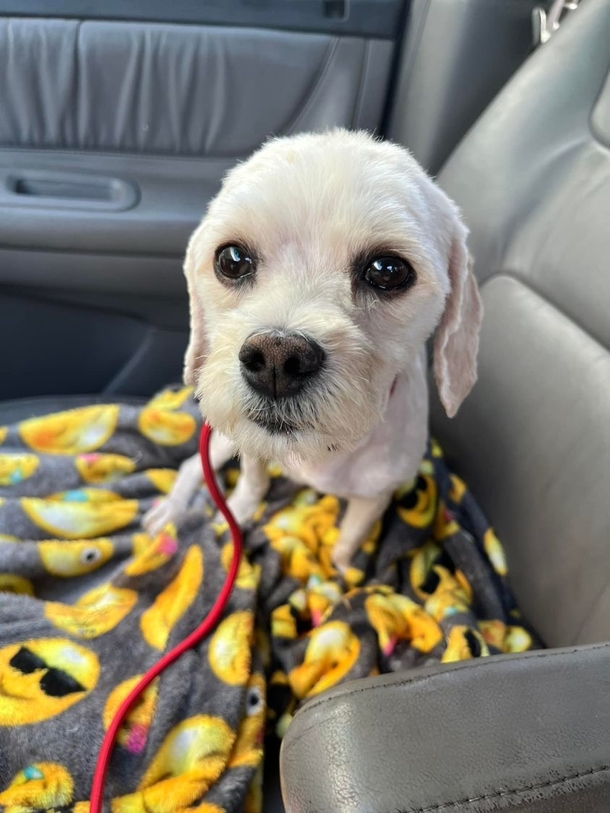 Thankful dog has the biggest smile for rescuer who spent weeks trying to save her - picture 5