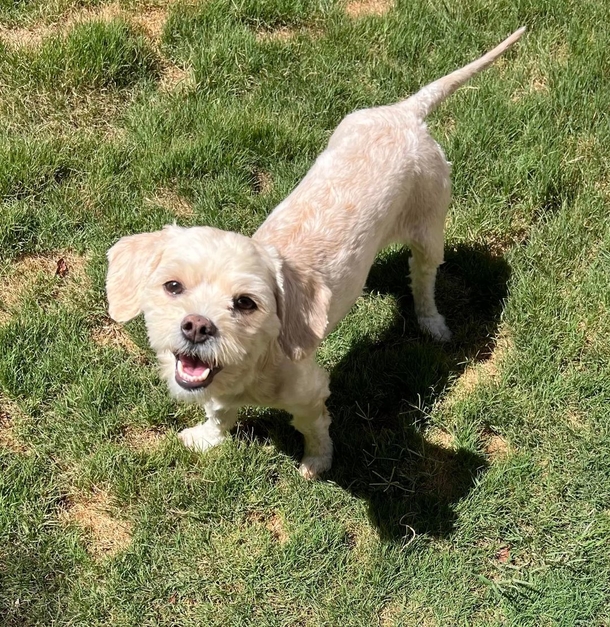 Thankful dog has the biggest smile for rescuer who spent weeks trying to save her - picture 6