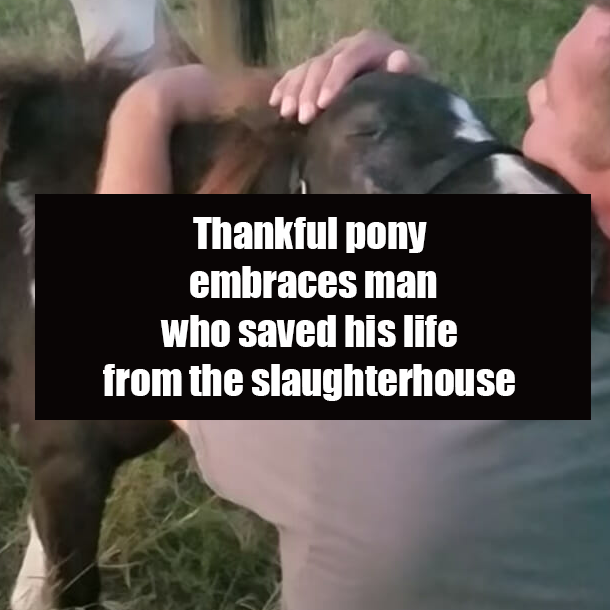 Thankful pony embraces man who saved his life from the slaughterhouse