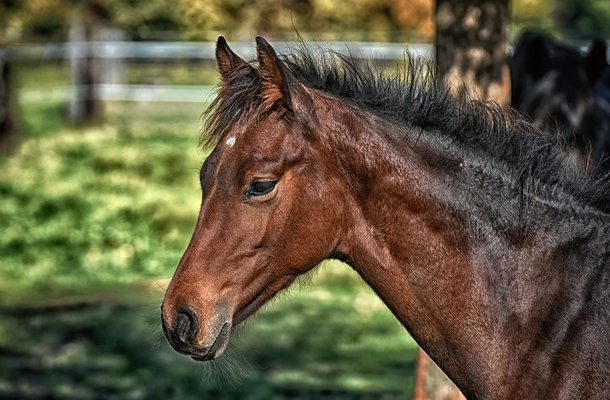 Thankful pony embraces man who saved his life from the slaughterhouse - picture 2