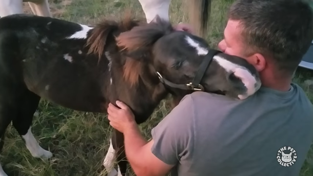 Thankful pony embraces man who saved his life from the slaughterhouse - picture 4