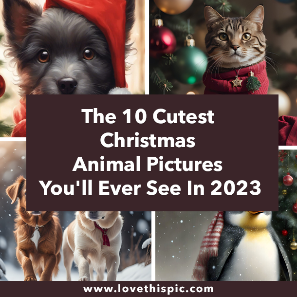 The 10 Cutest Christmas Animal Pictures You'll Ever See In 2023