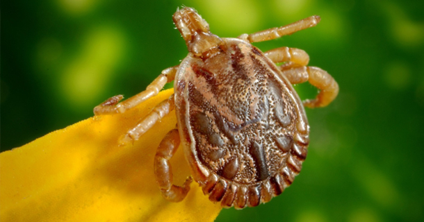 The best natural tick repellent ever and why it works - picture 2