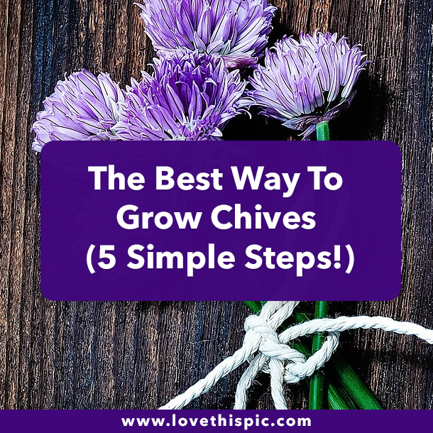 The Best Way To Grow Chives (5 Simple Steps!)