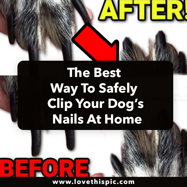 The Best Way To Safely Clip Your Dog’s Nails At Home