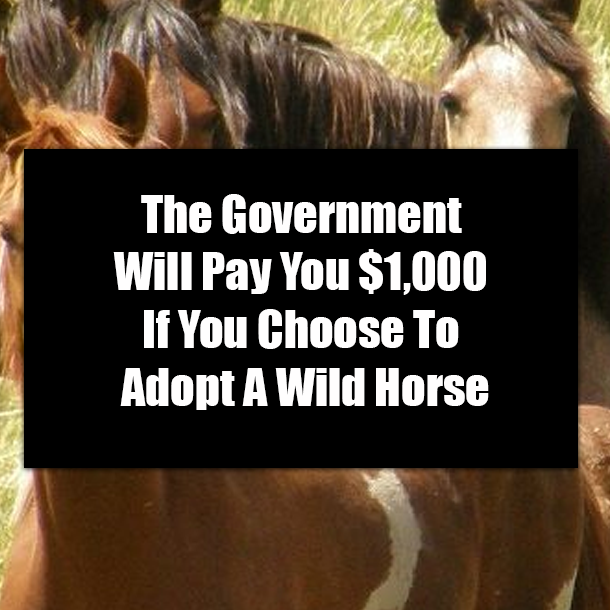 The Government Will Pay You $1,000 If You Choose To Adopt A Wild Horse