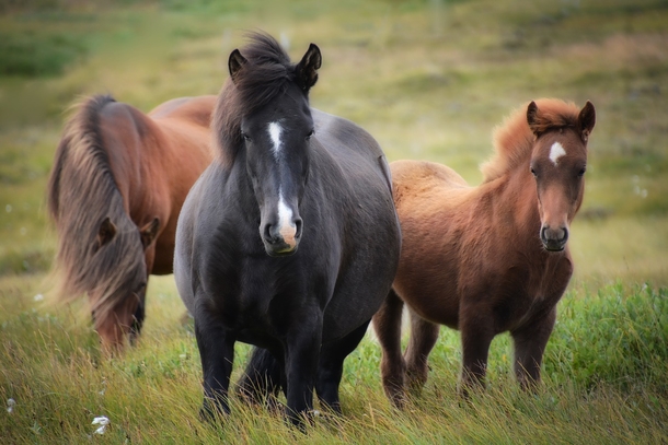 The Government Will Pay You $1,000 If You Choose To Adopt A Wild Horse - picture 2