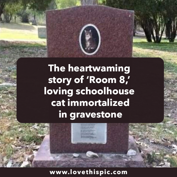 The heartwaming story of ‘Room 8,’ loving schoolhouse cat immortalized in gravestone