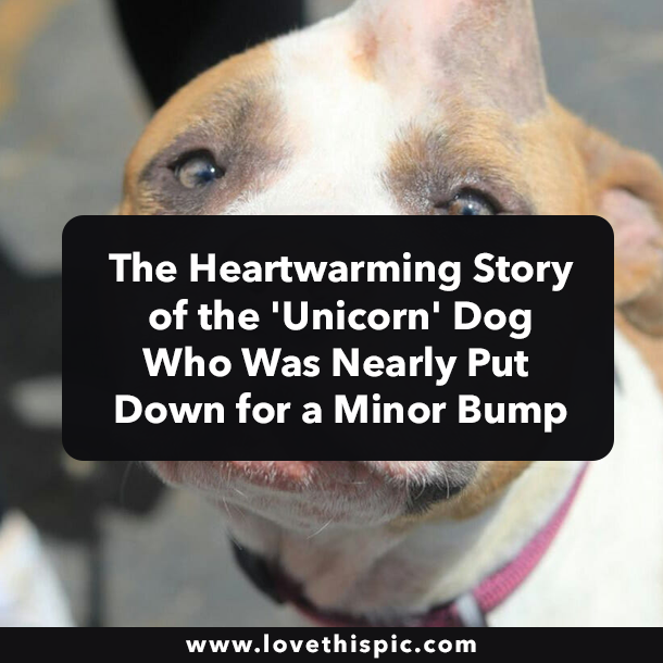 The Heartwarming Story of the 'Unicorn' Dog Who Was Nearly Put Down for a Minor Bump