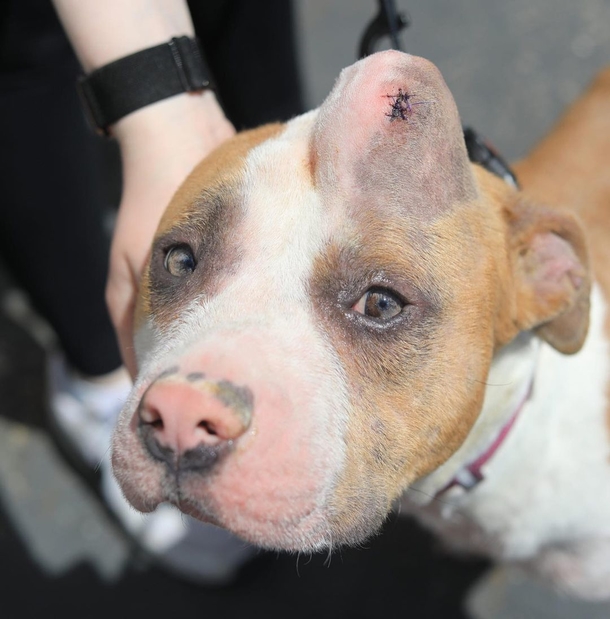 The Heartwarming Story of the 'Unicorn' Dog Who Was Nearly Put Down for a Minor Bump - picture 2