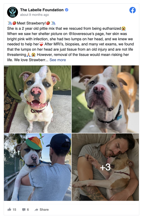 The Heartwarming Story of the 'Unicorn' Dog Who Was Nearly Put Down for a Minor Bump - picture 3