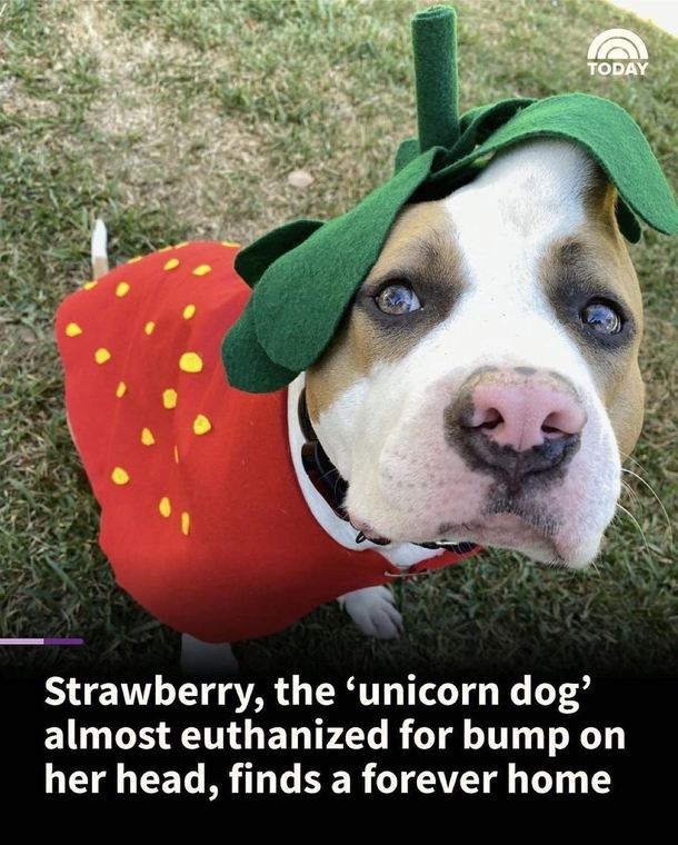 The Heartwarming Story of the 'Unicorn' Dog Who Was Nearly Put Down for a Minor Bump - picture 4