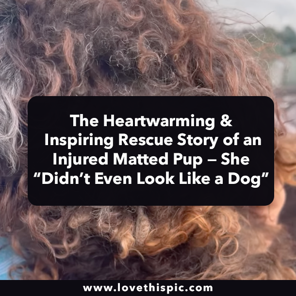 The Heartwarming & Inspiring Rescue Story of an Injured Matted Pup — She “Didn’t Even Look Like a Dog”