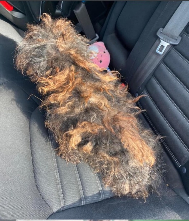 The Heartwarming & Inspiring Rescue Story of an Injured Matted Pup — She “Didn’t Even Look Like a Dog” - picture 2