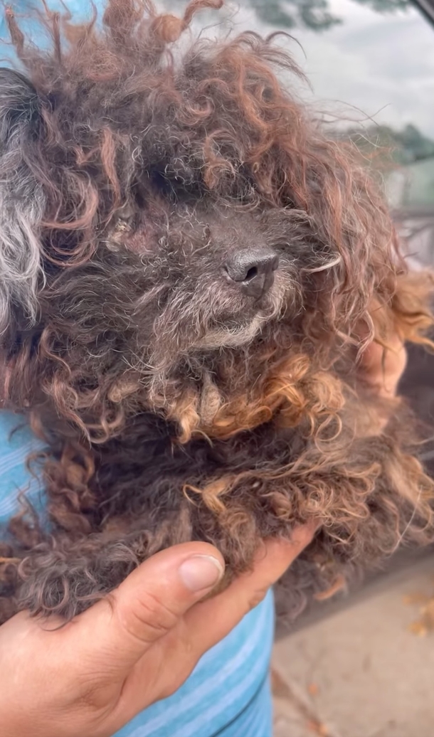 The Heartwarming & Inspiring Rescue Story of an Injured Matted Pup — She “Didn’t Even Look Like a Dog” - picture 3