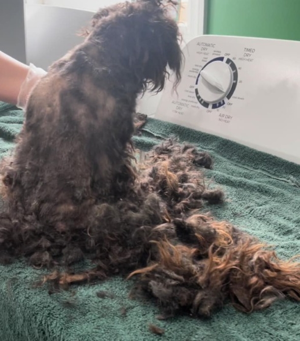 The Heartwarming & Inspiring Rescue Story of an Injured Matted Pup — She “Didn’t Even Look Like a Dog” - picture 4