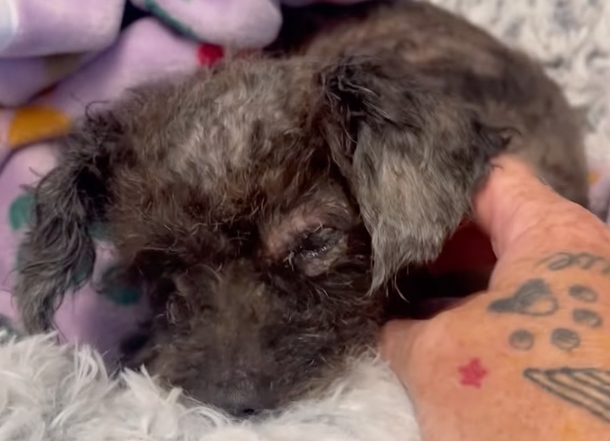 The Heartwarming & Inspiring Rescue Story of an Injured Matted Pup — She “Didn’t Even Look Like a Dog” - picture 5