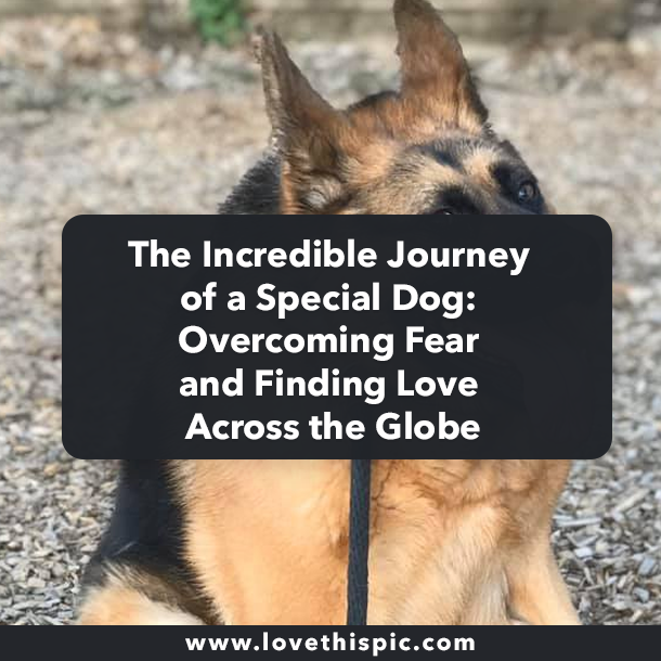 The Incredible Journey of a Special Dog: Overcoming Fear and Finding Love Across the Globe