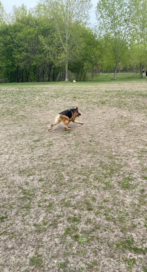 The Incredible Journey of a Special Dog: Overcoming Fear and Finding Love Across the Globe - picture 4