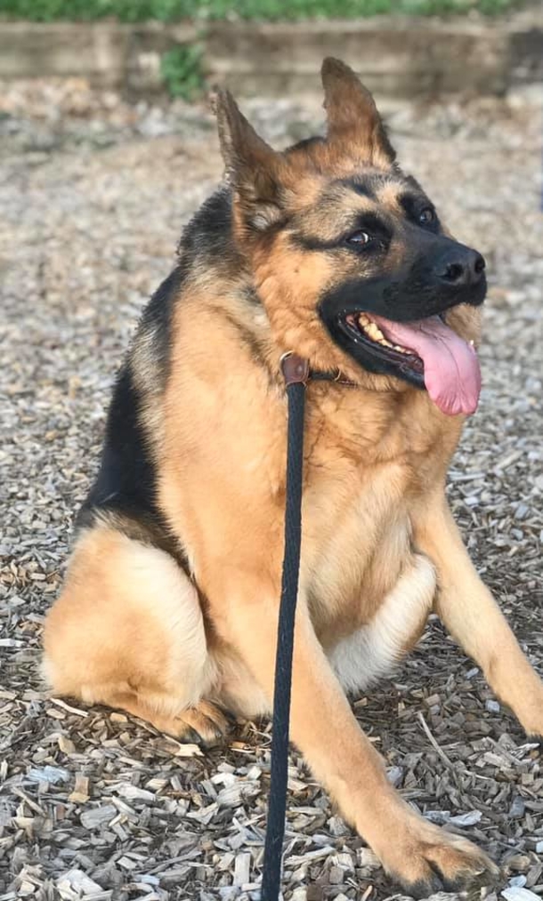 The Incredible Journey of a Special Dog: Overcoming Fear and Finding Love Across the Globe - picture 6