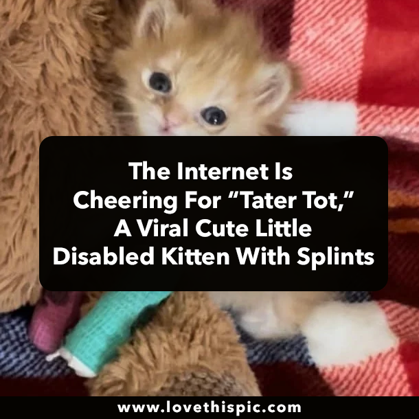 The Internet Is Cheering For “Tater Tot,” A Viral Cute Little Disabled Kitten With Splints