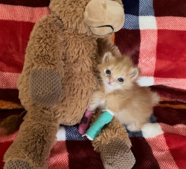 The Internet Is Cheering For “Tater Tot,” A Viral Cute Little Disabled Kitten With Splints - picture 2