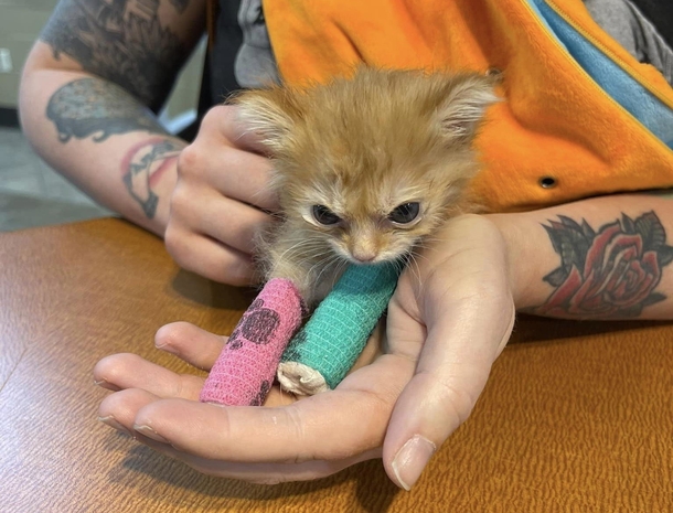 The Internet Is Cheering For “Tater Tot,” A Viral Cute Little Disabled Kitten With Splints - picture 3