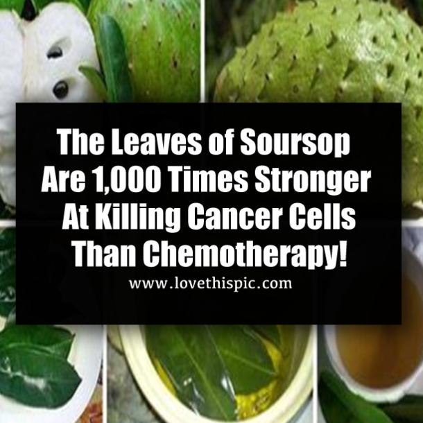 The Leaves of Soursop Are 1,000 Times Stronger At Killing Cancer Cells Than Chemotherapy!