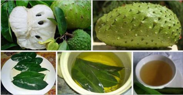 The Leaves of Soursop Are 1,000 Times Stronger At Killing Cancer Cells Than Chemotherapy! - picture 2