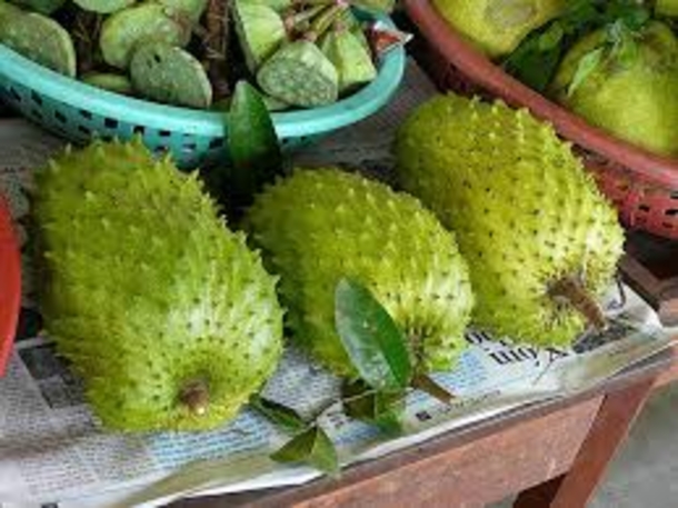 The Leaves of Soursop Are 1,000 Times Stronger At Killing Cancer Cells Than Chemotherapy! - picture 3