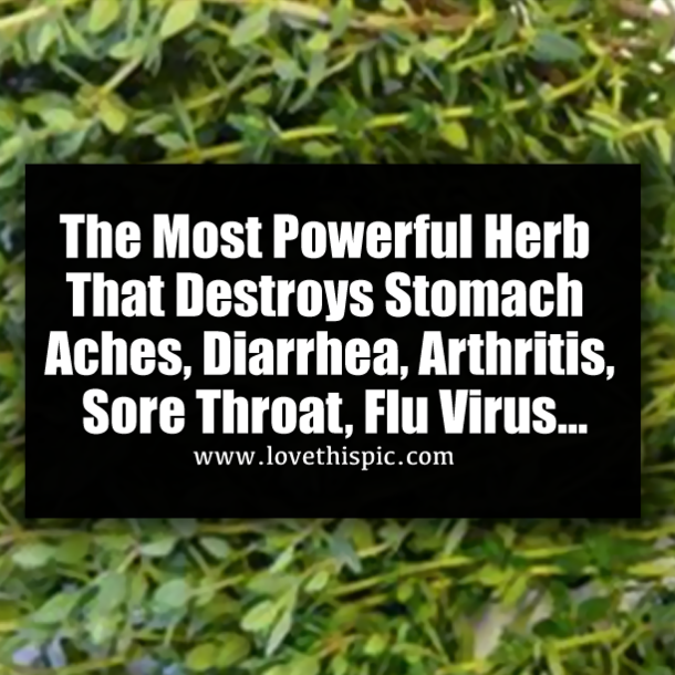 The Most Powerful Herb That Destroys Stomach Aches, Diarrhea, Arthritis, Sore Throat, Flu Virus…