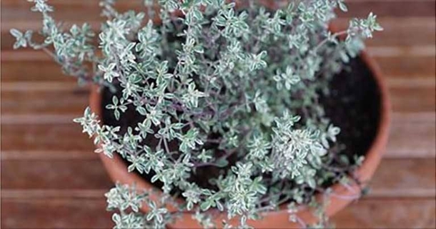 The Most Powerful Herb that Destroys Strep, Herpes, Candida and Flu Virus - picture 2