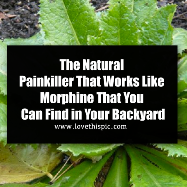 The Natural Painkiller That Works Like Morphine That You Can Find in Your Backyard
