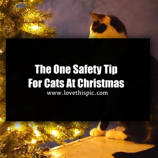 The One Safety Tip For Cats At Christmas