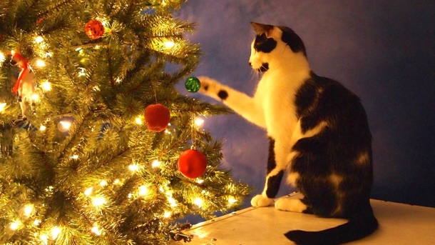 The One Safety Tip For Cats At Christmas - picture 2