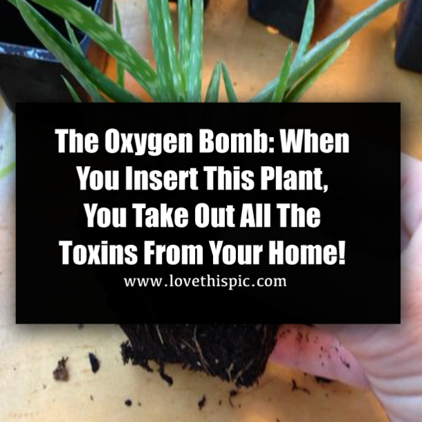 The Oxygen Bomb: When You Insert This Plant, You Take Out All The Toxins From Your Home!