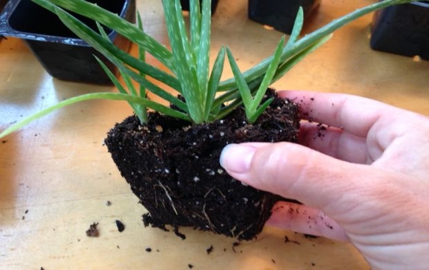 The Oxygen Bomb: When You Insert This Plant, You Take Out All The Toxins From Your Home! - picture 2