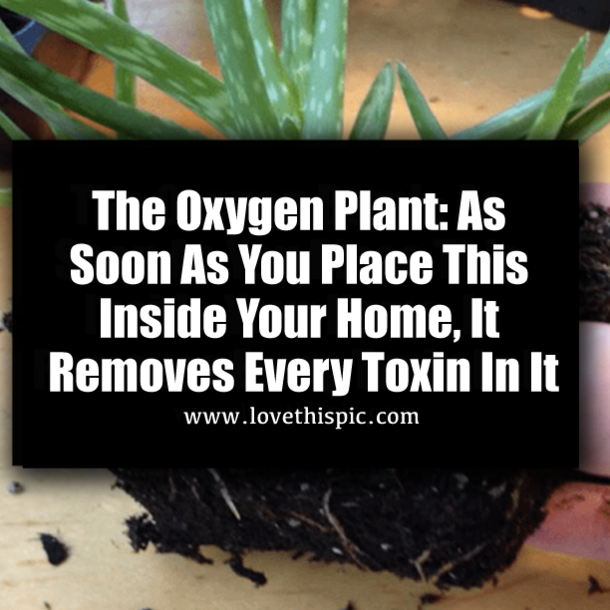 The Oxygen Plant: As Soon As You Place This Inside Your Home, It Removes Every Toxin In It