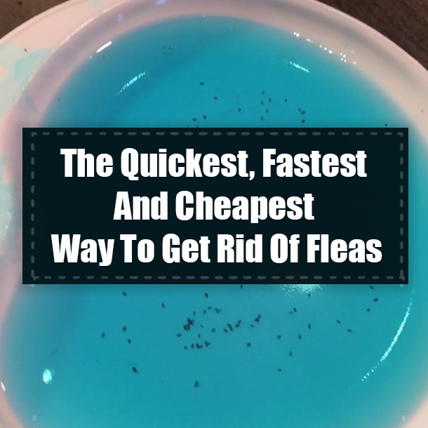 The Quickest, Fastest And Cheapest Way To Remove Fleas