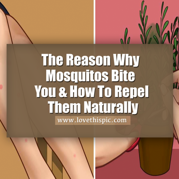 The Reason Why Mosquitos Bite You & How To Repel Them Naturally