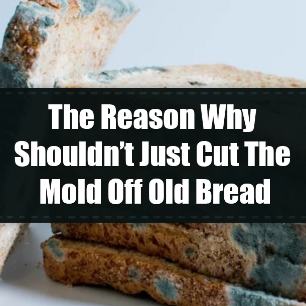 The Reason Why Shouldn’t Just Cut The Mold Off Old Bread