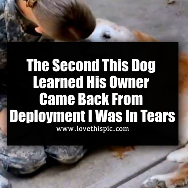The Second This Dog Learned His Owner Came Back From Deployment I Was In Tears