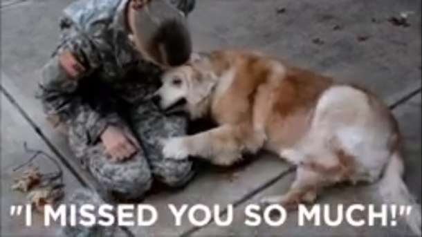 The Second This Dog Learned His Owner Came Back From Deployment I Was In Tears - picture 2
