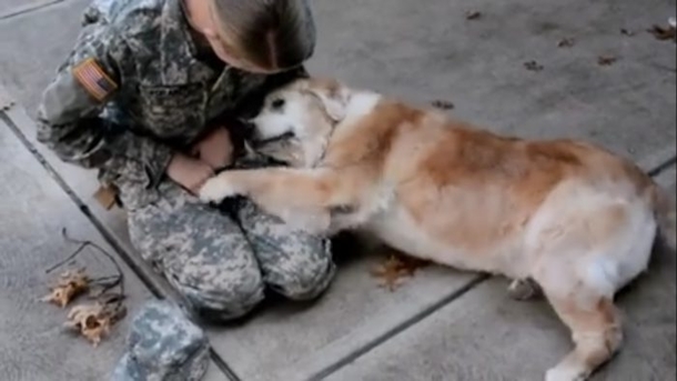 The Second This Dog Learned His Owner Came Back From Deployment I Was In Tears - picture 3